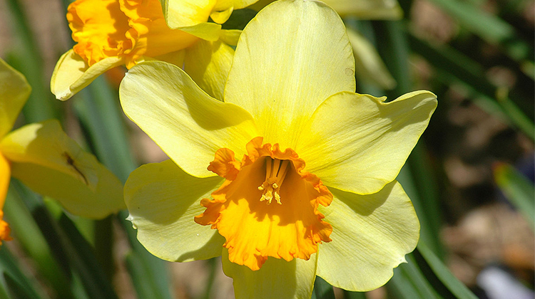 Narciso, a flor de Agosto!! - Site da Granja - O Portal da Granja Viana