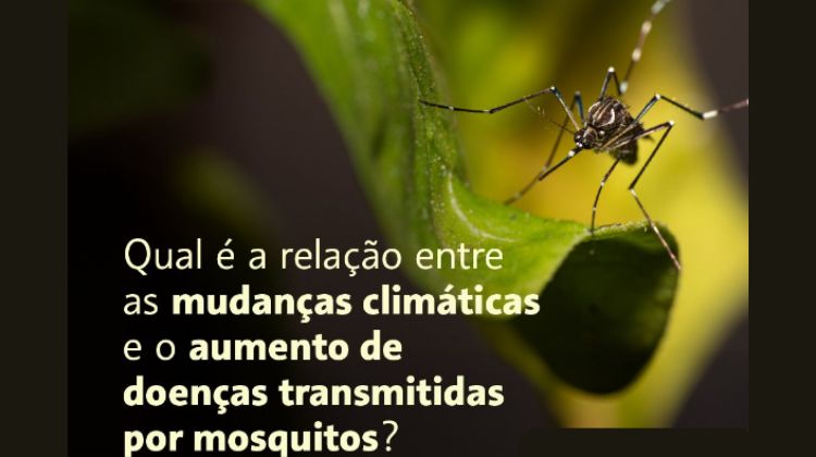 Mudanças climáticas e o aumento da Dengue