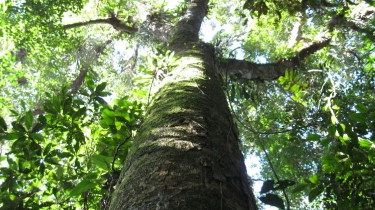 Morro Grande Gigante: A série