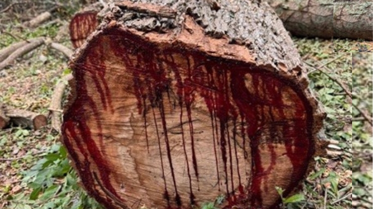 Portal Estadão dá visibilidade à causa dos moradores da Fazendinha — A floresta que a cidade esqueceu