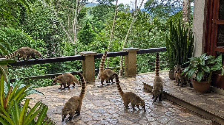 Granja Viana - o que fazer quando a fauna avança 