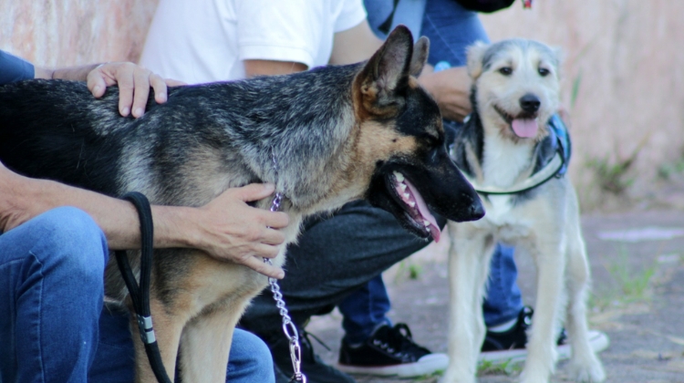 Caravana da Saúde Animal oferecerá castração, vacinação e orientações gratuitas para tutores em Cotia