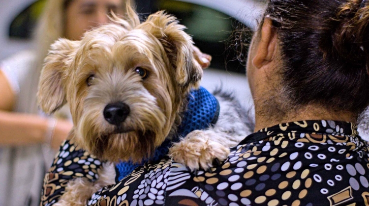 Castração de cães e gatos gratuita em Cotia