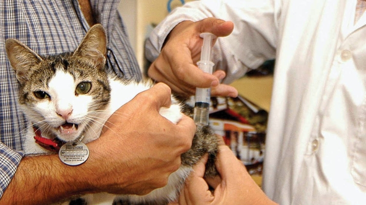Raiva é confirmada em gata na Fazendinha